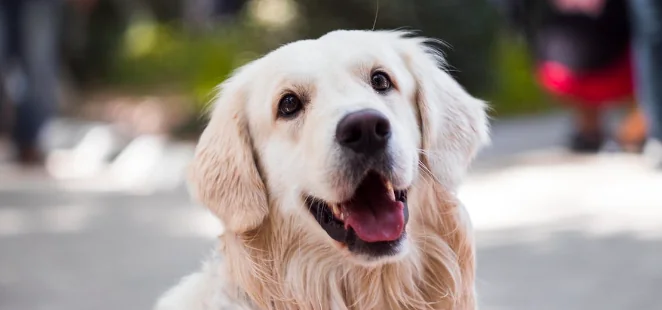 Pet therapy, risultati top in neuropsichiatria infantile